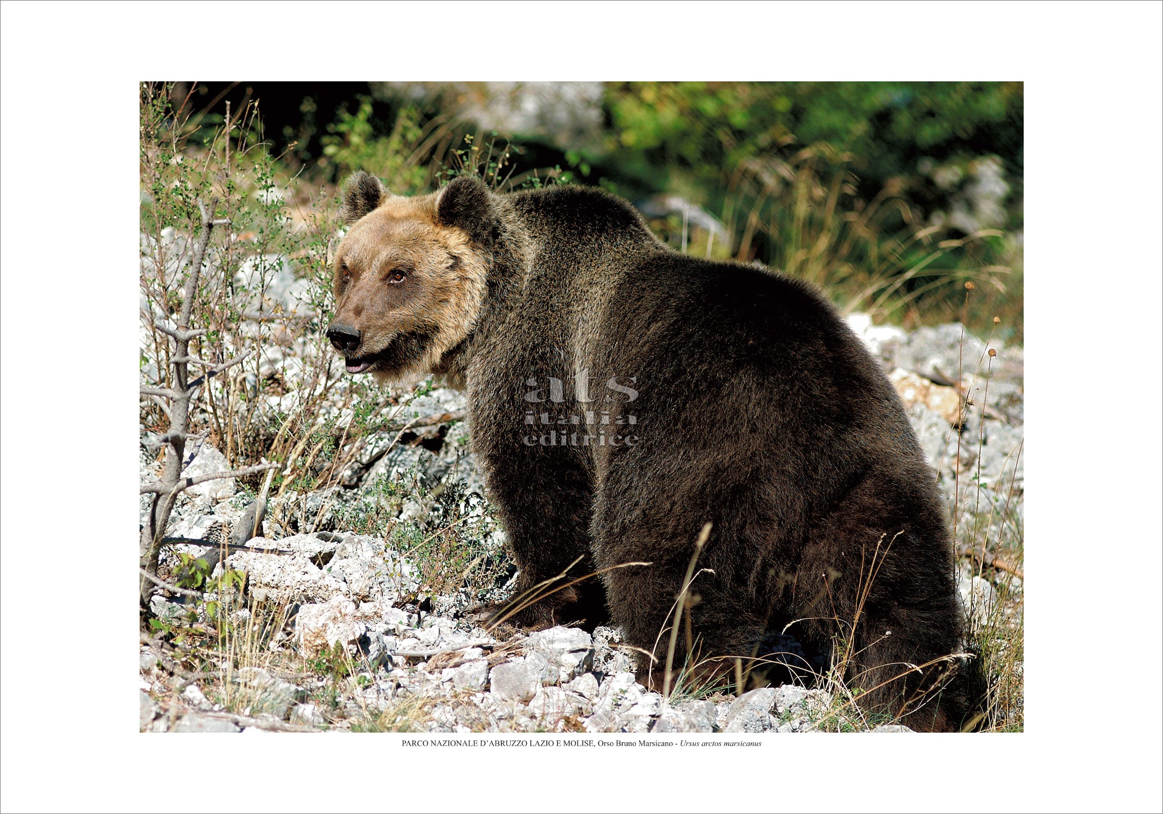 marsican brown bear